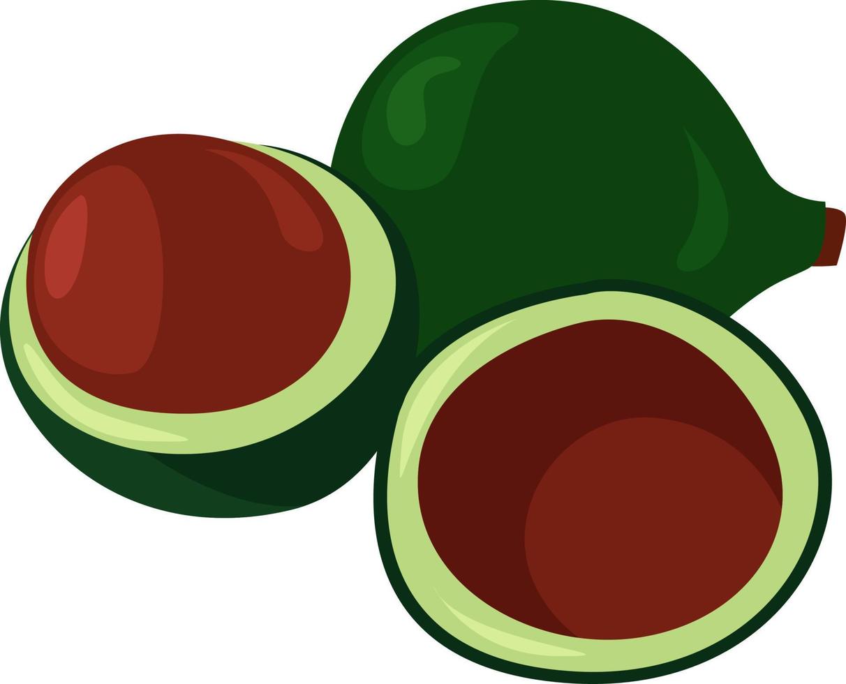 macadamia verde, ilustración, vector sobre fondo blanco.