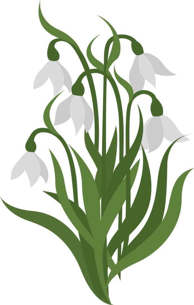 Petite snowdrops, illustration, vector on white background.