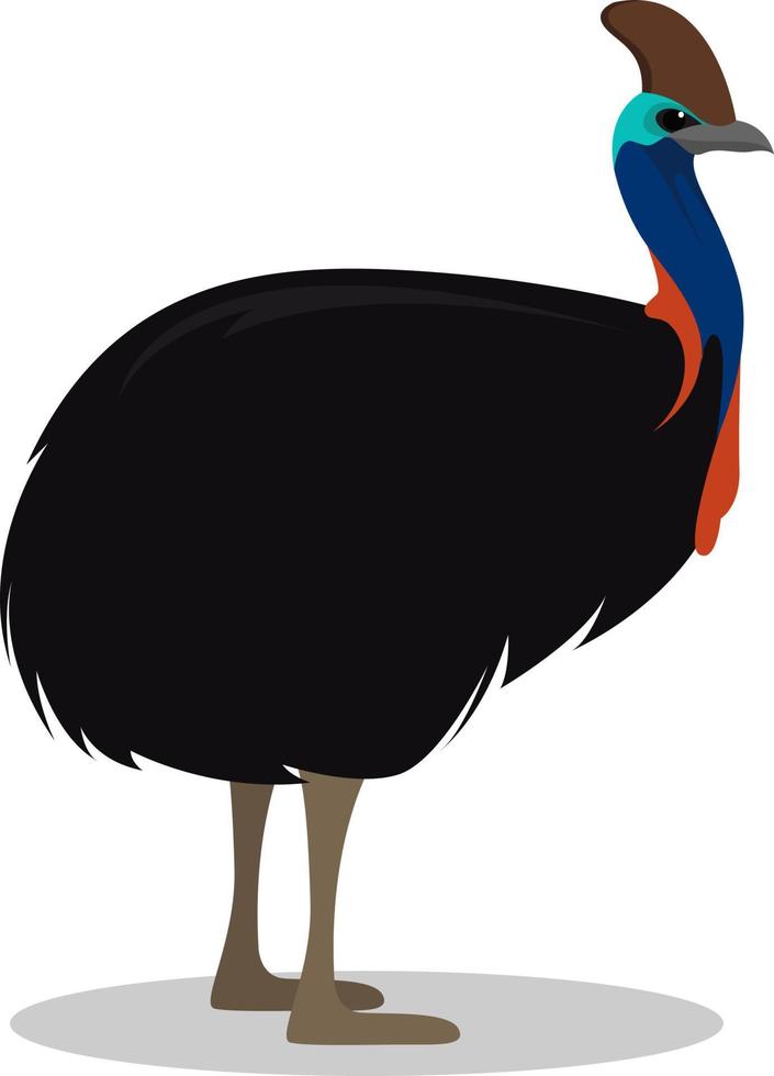 Cassowary bird, illustration, vector on white background