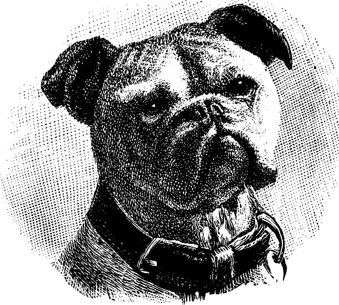 bulldog, ilustración vintage. vector