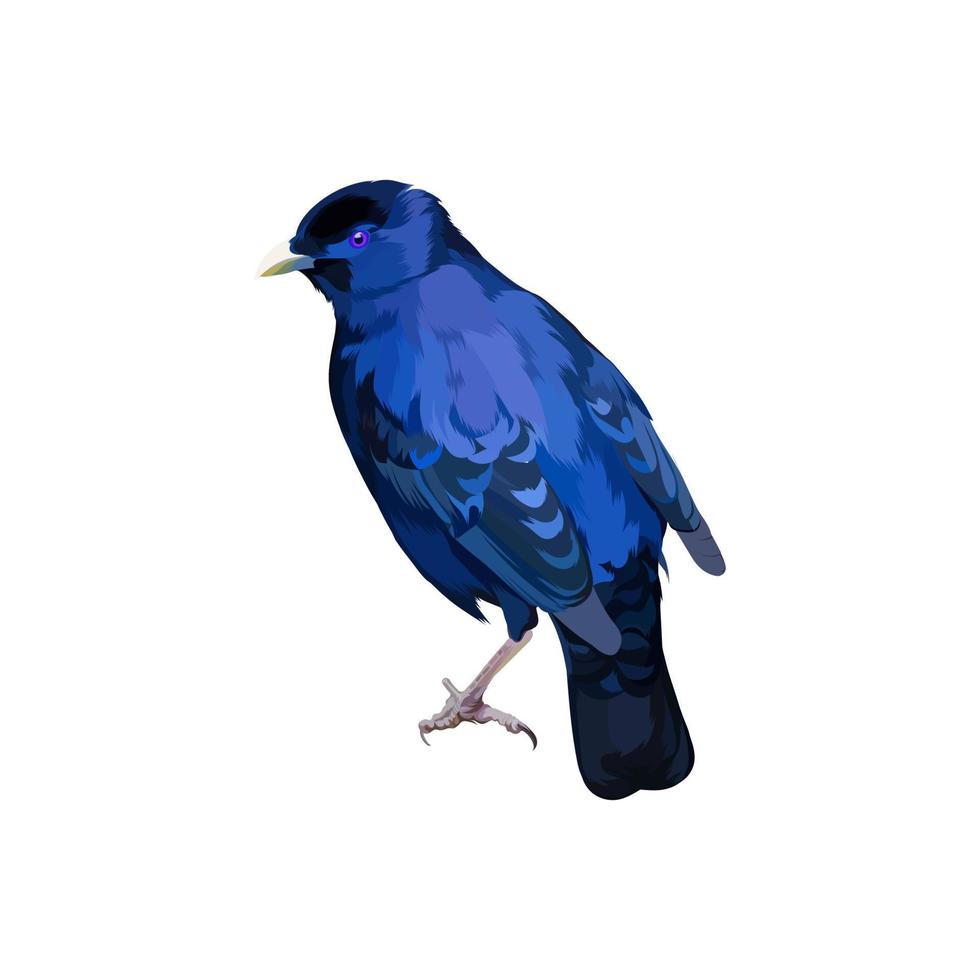 Ilustración de vector de bowerbird satinado