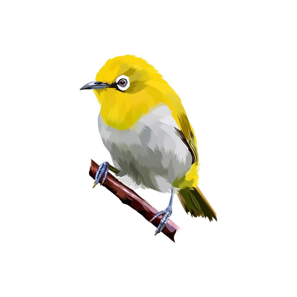 Indian white Eye bird vector