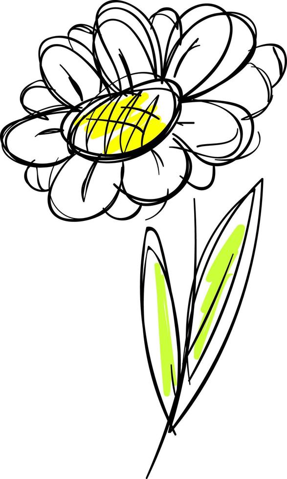 Daisy drawing, illustration, vector on white background.