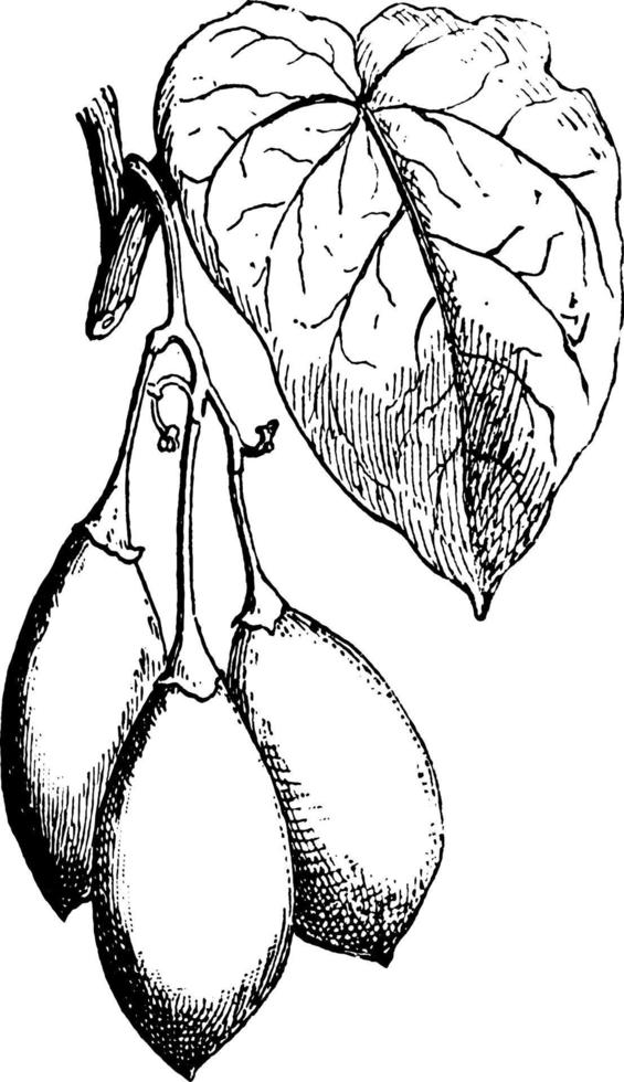 ilustración vintage de rama de fruta. vector