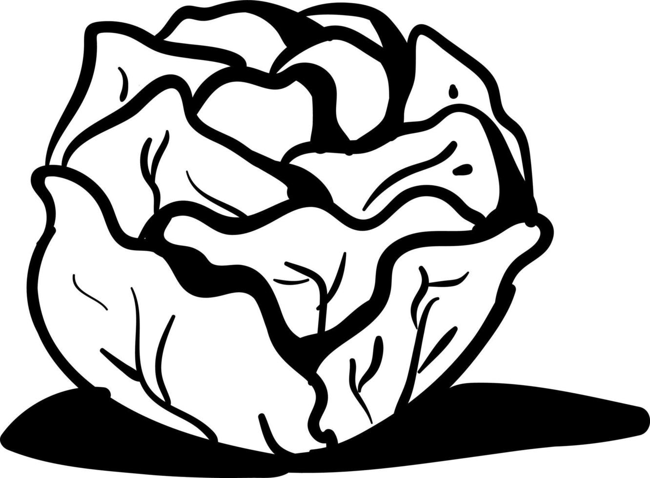 Cabbage drawing, illustration, vector on white background.