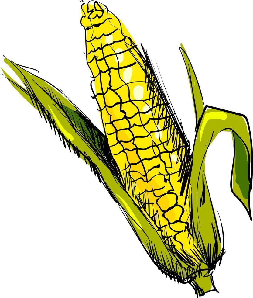 Yellow corn drawing, illustration, vector on white background. 13722600
