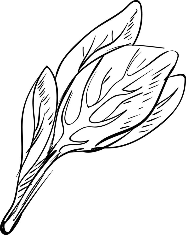 Spinach drawing, illustration, vector on white background.