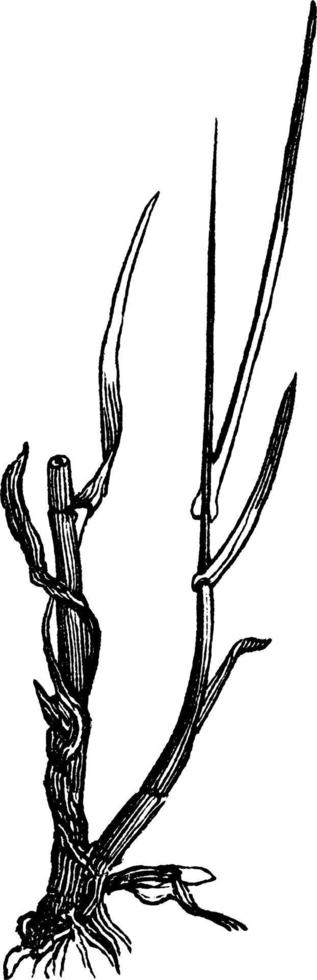 Meadow Spear Grass vintage illustration. vector