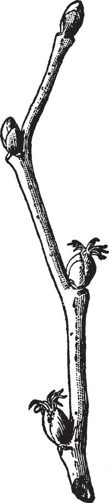 ilustración vintage de corylus rostrata. vector