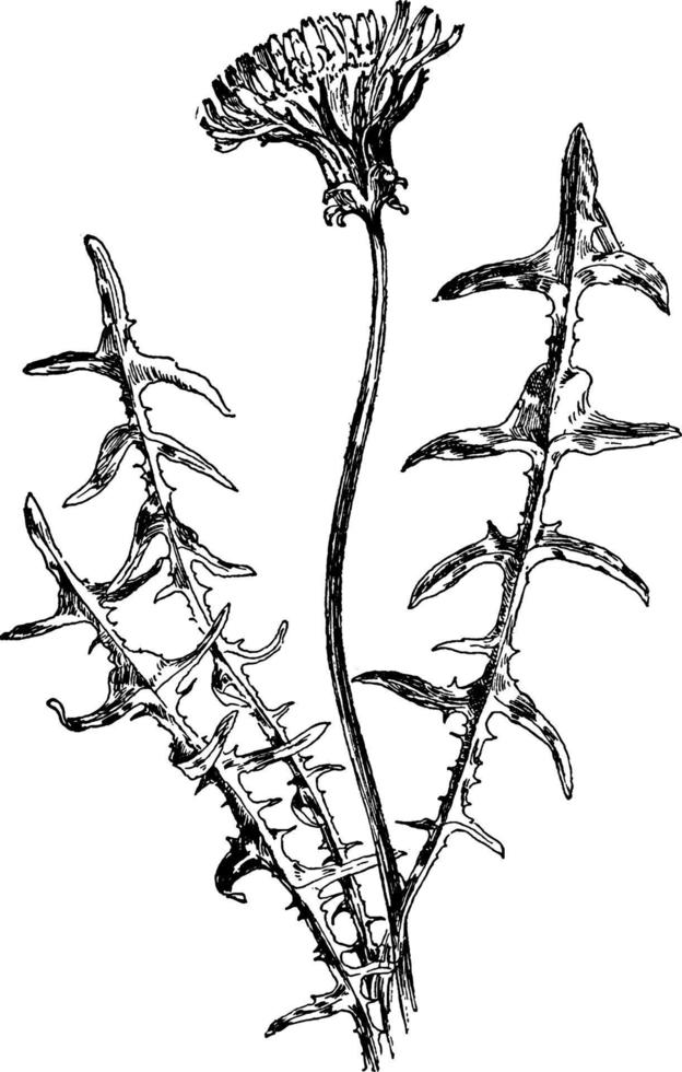 ilustración vintage de diente de león de semillas rojas. vector
