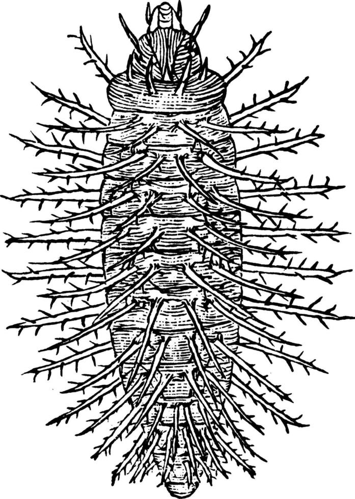 escarabajo de calabaza, ilustración vintage. vector