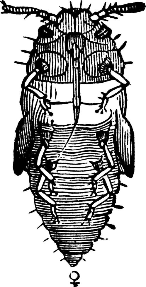 Grape -Root louse, vintage illustration. vector