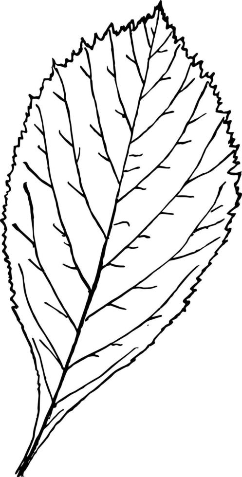 género crataegus, l. ilustración vintage de espina. vector