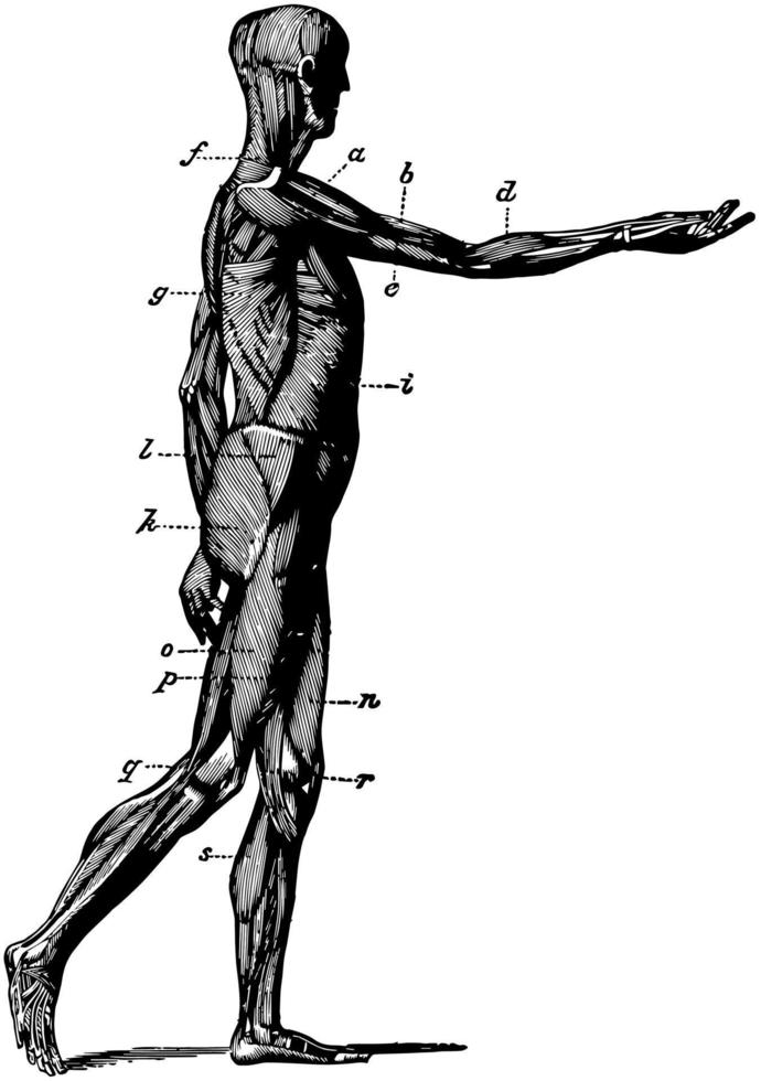 vista lateral de los músculos del cuerpo, ilustración antigua. vector