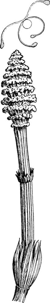 Horsetail vintage illustration. vector