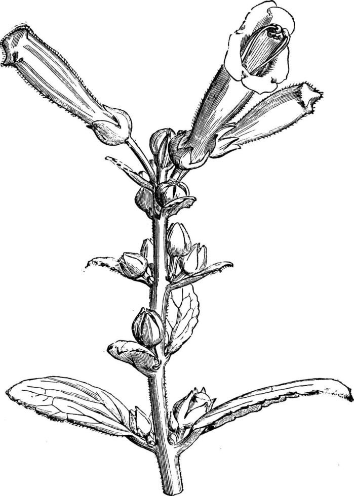 Flowering Branch of Gesnera Elliptica Lutea vintage illustration. vector