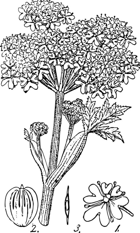 Cow Parsnip, vintage illustration vector