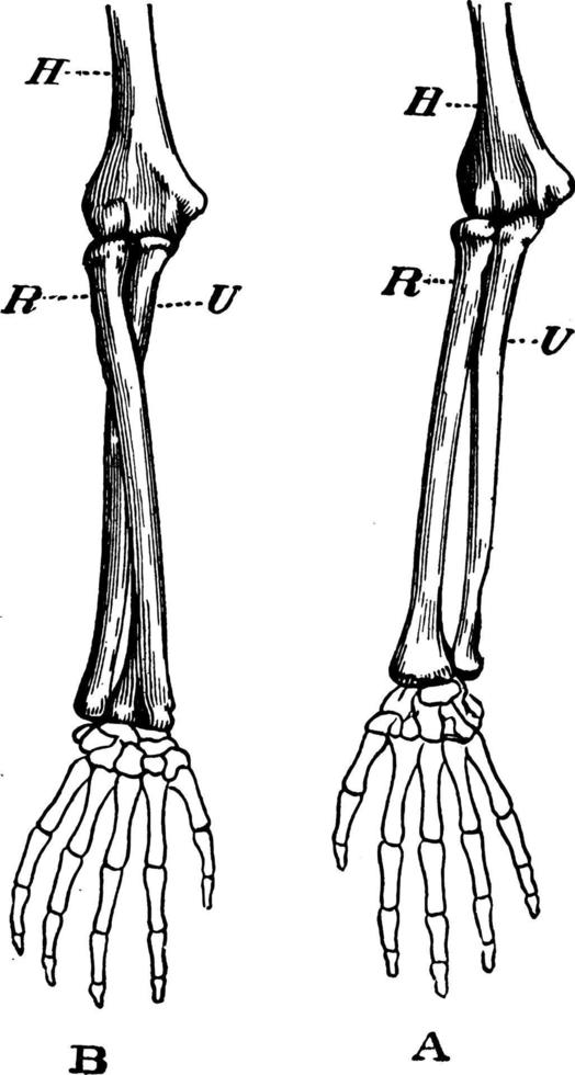 huesos del brazo, ilustración vintage vector