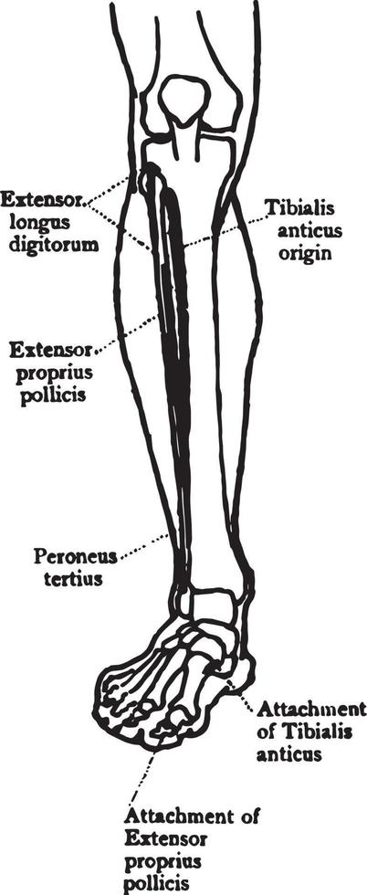 Front View of the Muscles of the Leg, vintage illustration. vector