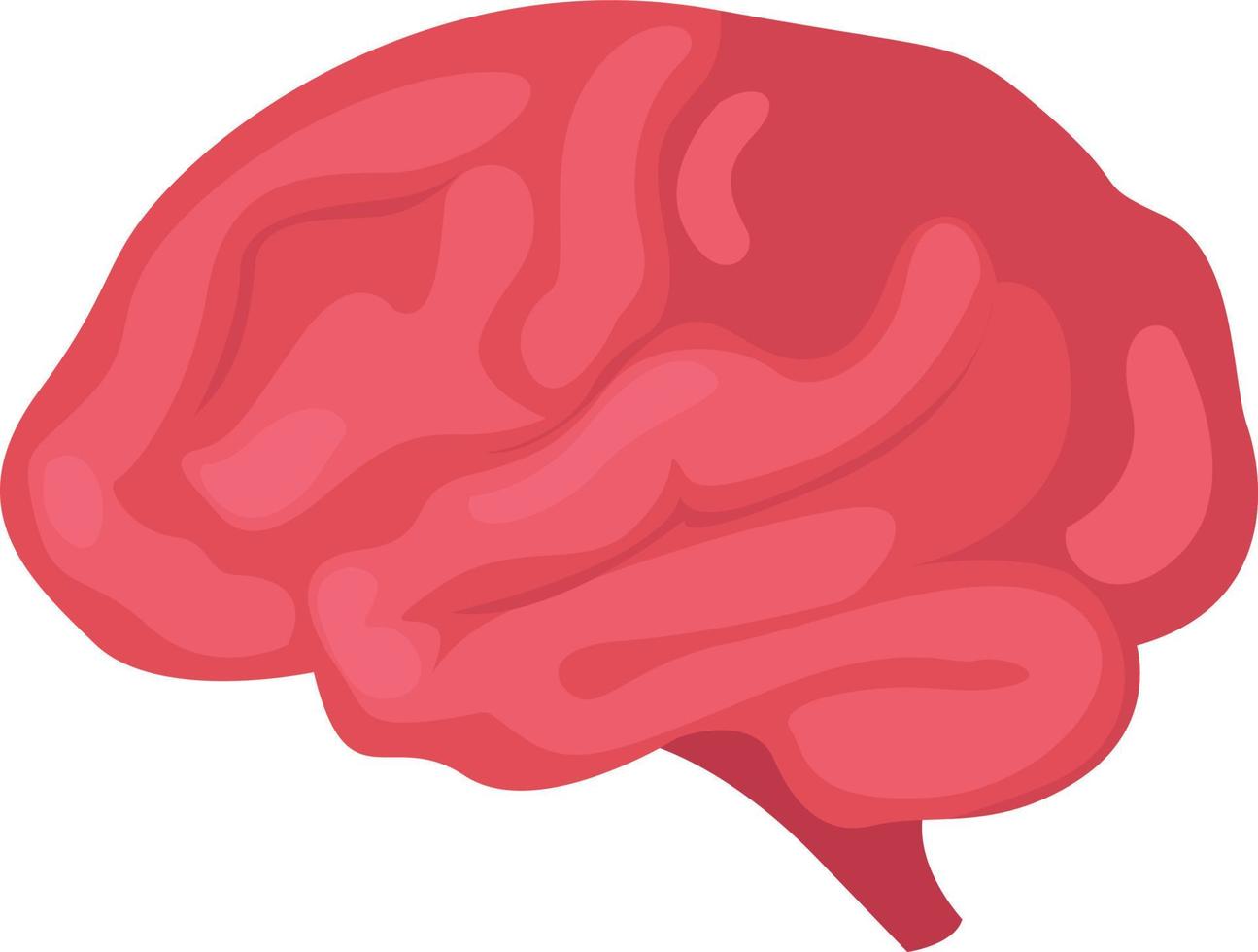 Human brain, illustration, vector on a white background.