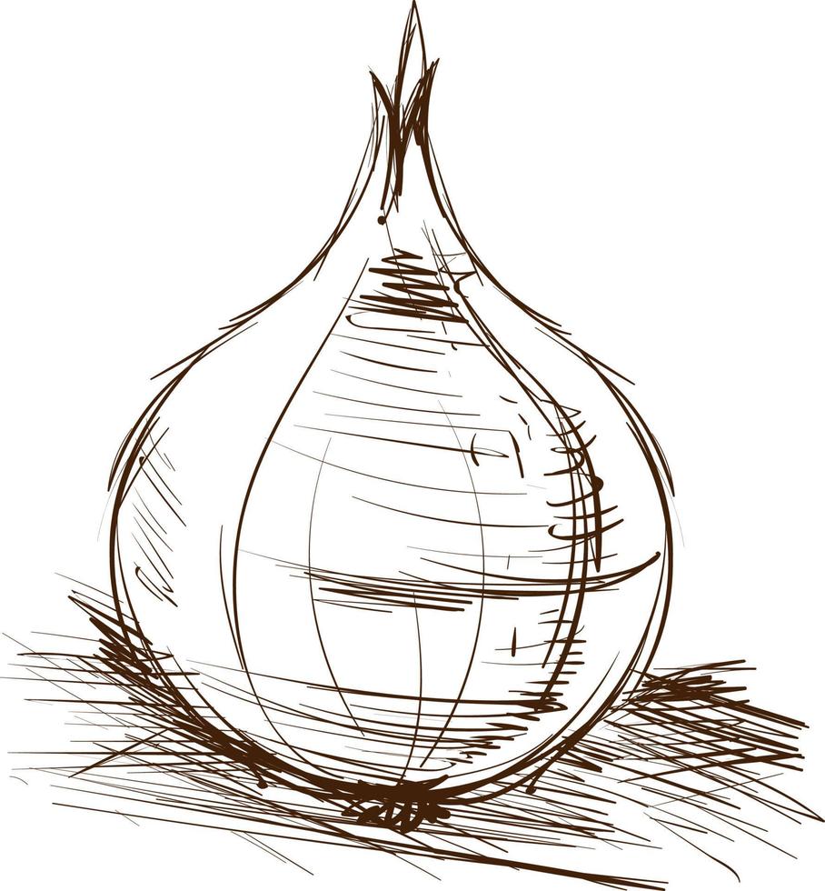 Onion drawing, illustration, vector on white background.