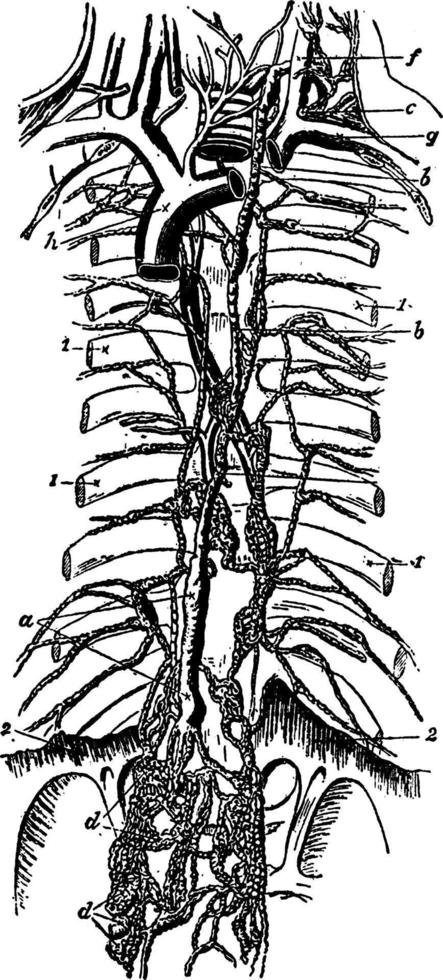 Lymphatics, vintage illustration. vector