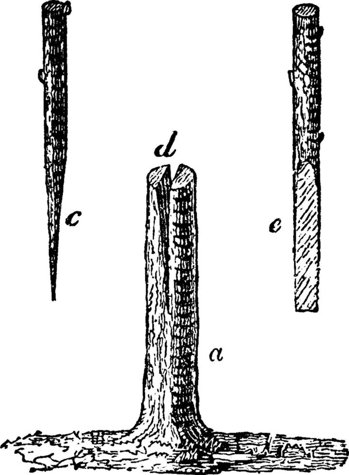 Cleft-Grafting, vintage illustration. vector