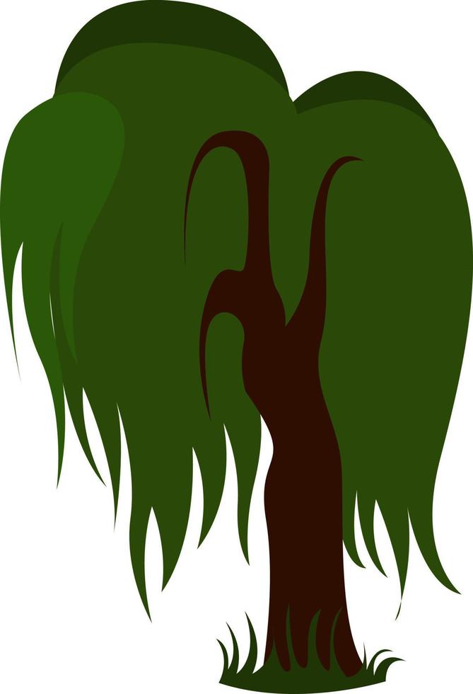 Weeping willow, illustration, vector on white background.