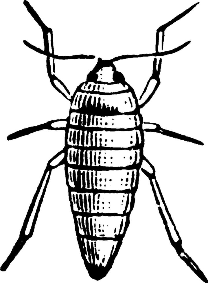 White-Spotted Cankerworm Moth or Paleacrita vernata, vintage illustration. vector