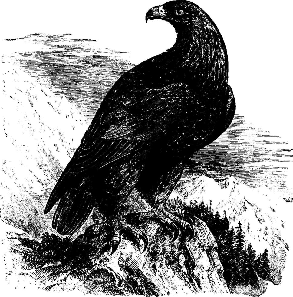 águila real, ilustración antigua. vector