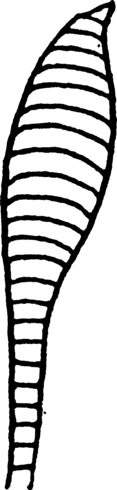 Antenna, vintage illustration. vector