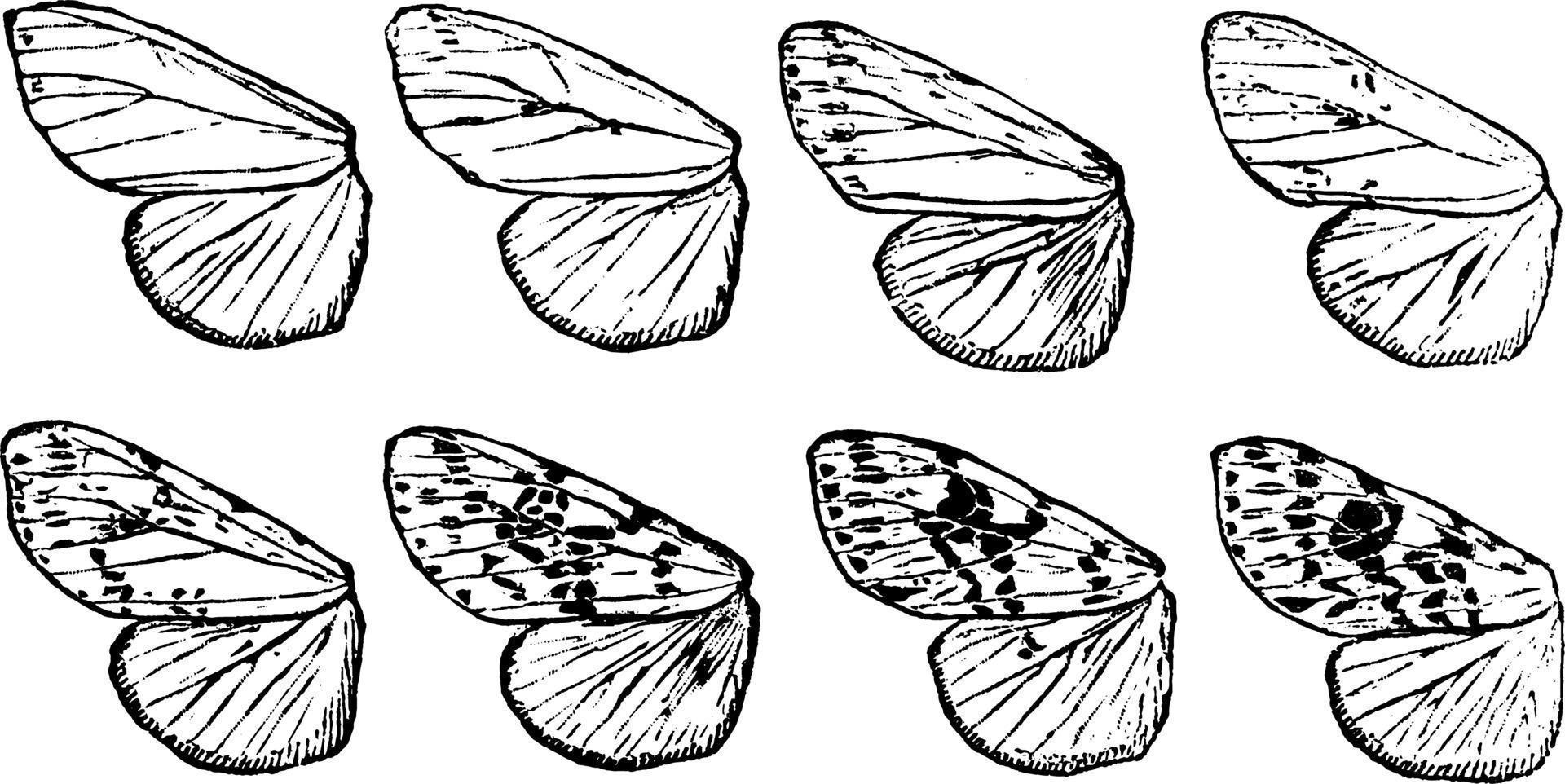 Fall Webworm Wings, vintage illustration. vector