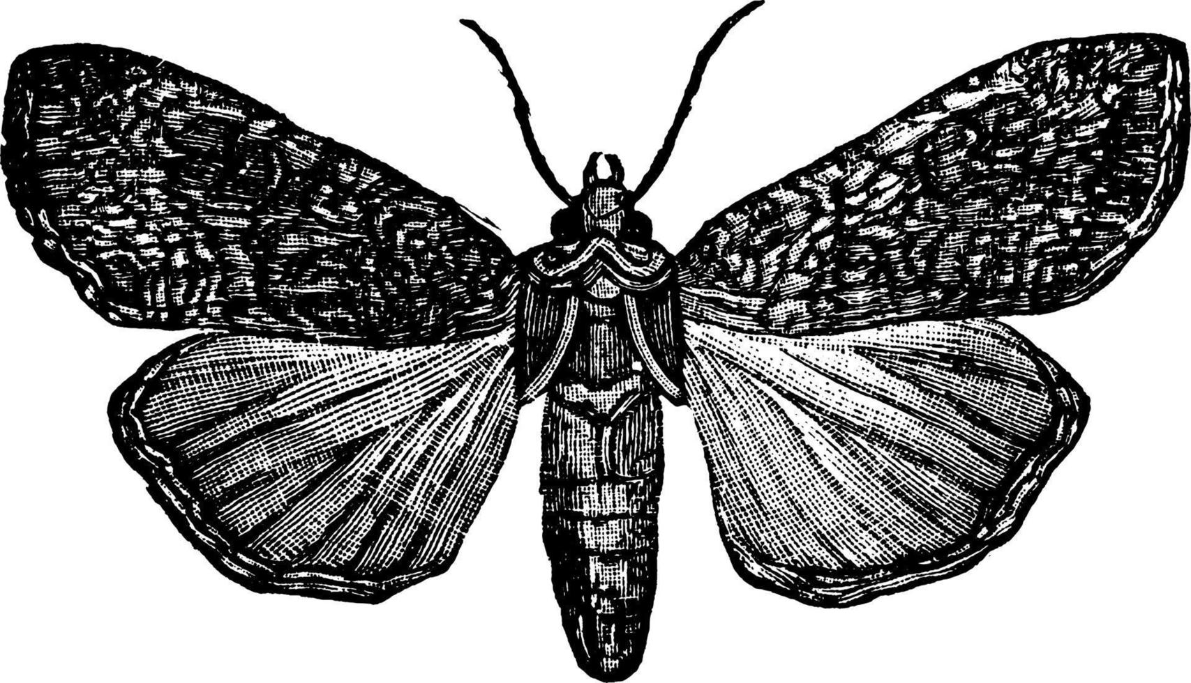 polilla perlada debajo del ala, ilustración vintage. vector