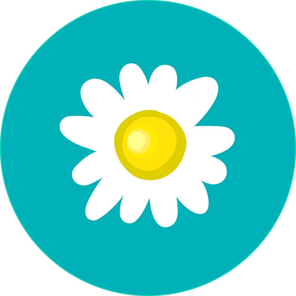 Chamomile flower, illustration, vector on white background.