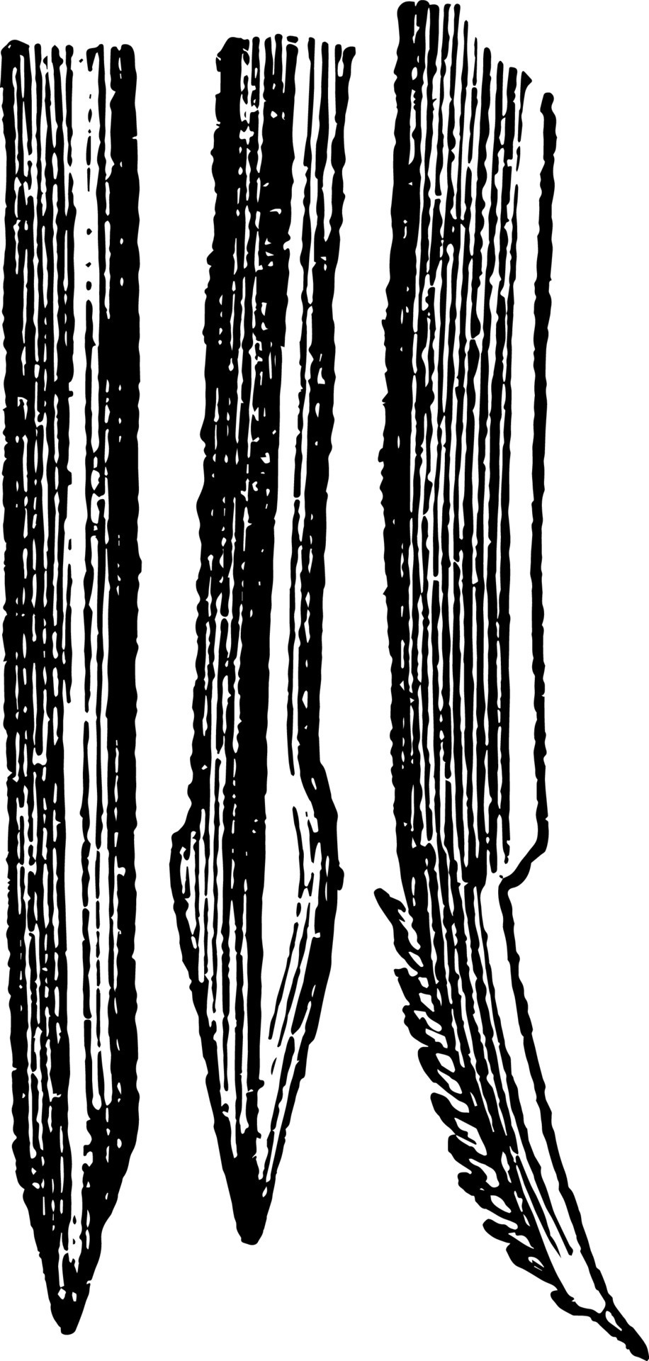 Lancets of the Gnat vintage illustration. 13723829 Vector Art at Vecteezy