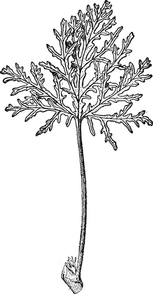 ilustración vintage de germanio con hojas de esqueleto. vector