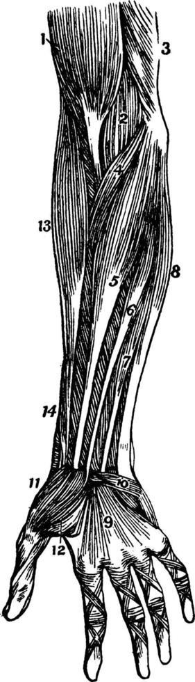 Muscles of Forearm, vintage illustration. vector