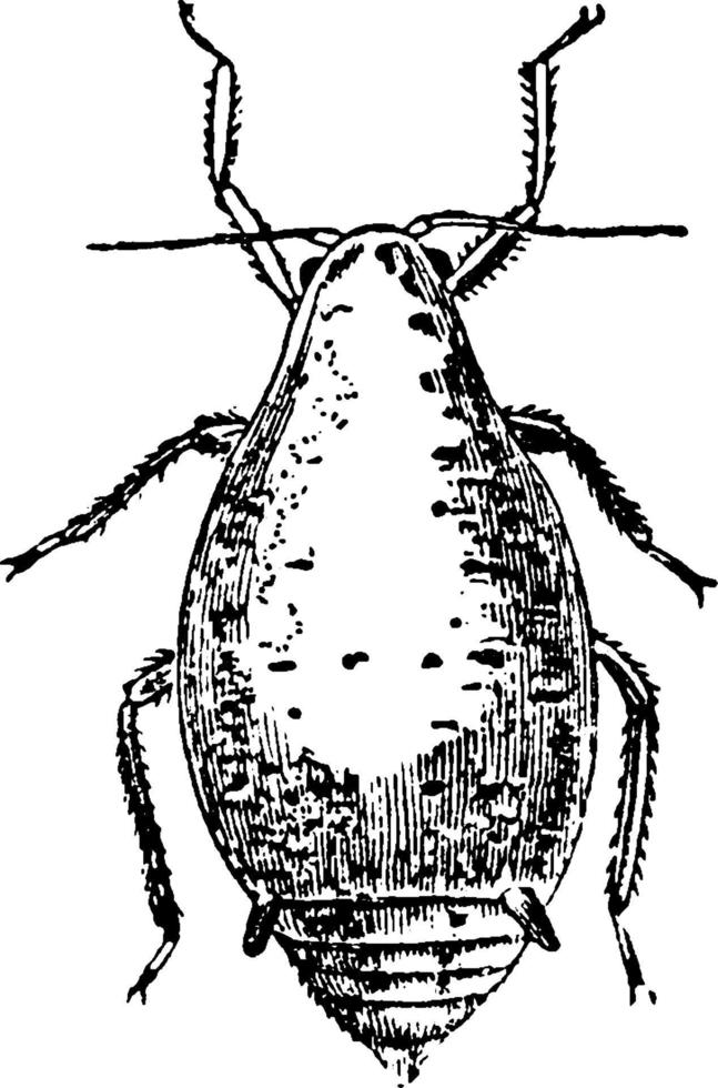 Waterbug, vintage illustration. vector