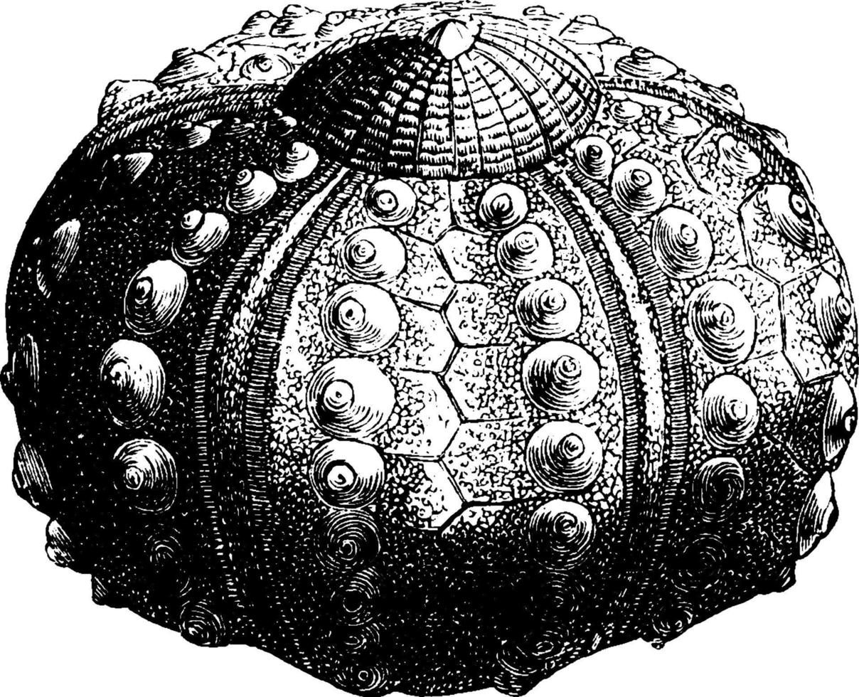 Sea-Urchin, vintage illustration. vector