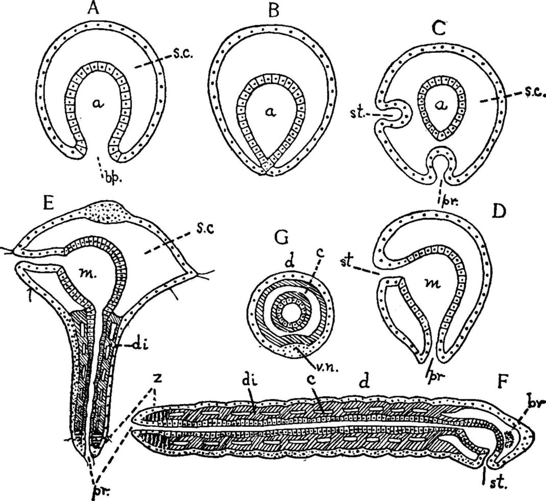 Stages in the metamorphosis of Polygordius Polygordius, vintage illustration. vector