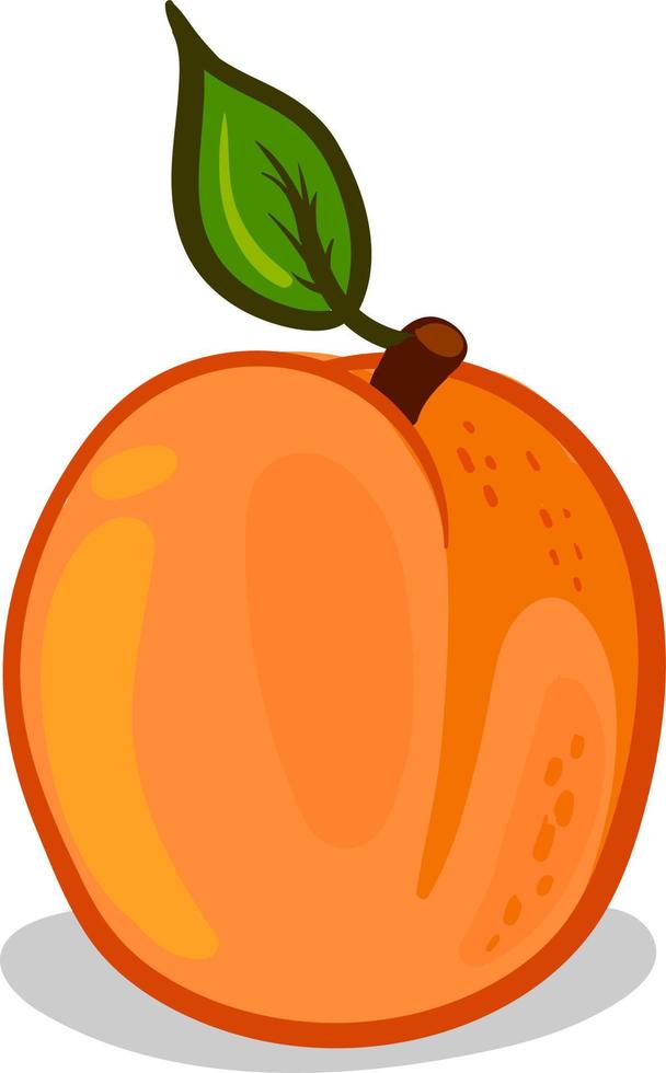 Apricot beautiful, illustration, vector on white background