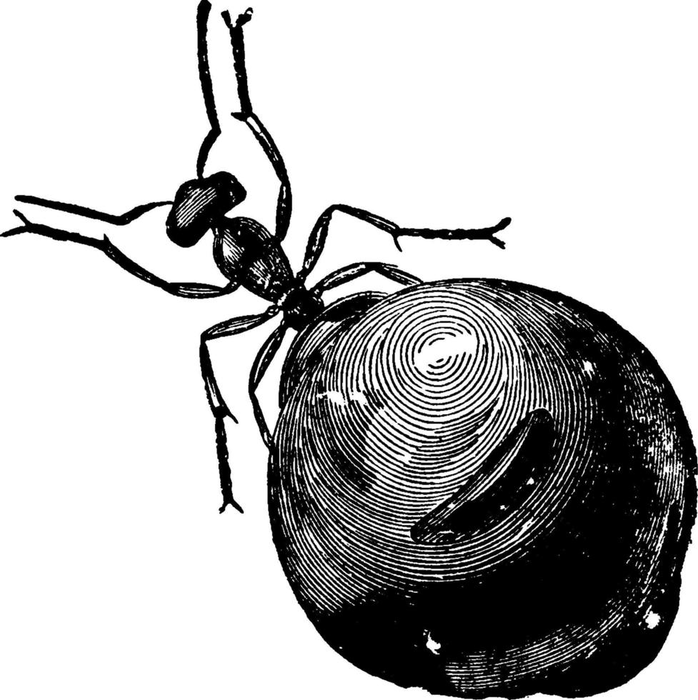 Honey Ant or Myrmecocystus melliger, vintage illustration. vector