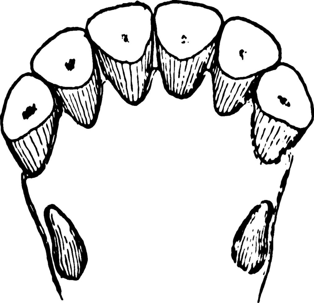 Lower Nippers of an Old Horse, vintage illustration. vector