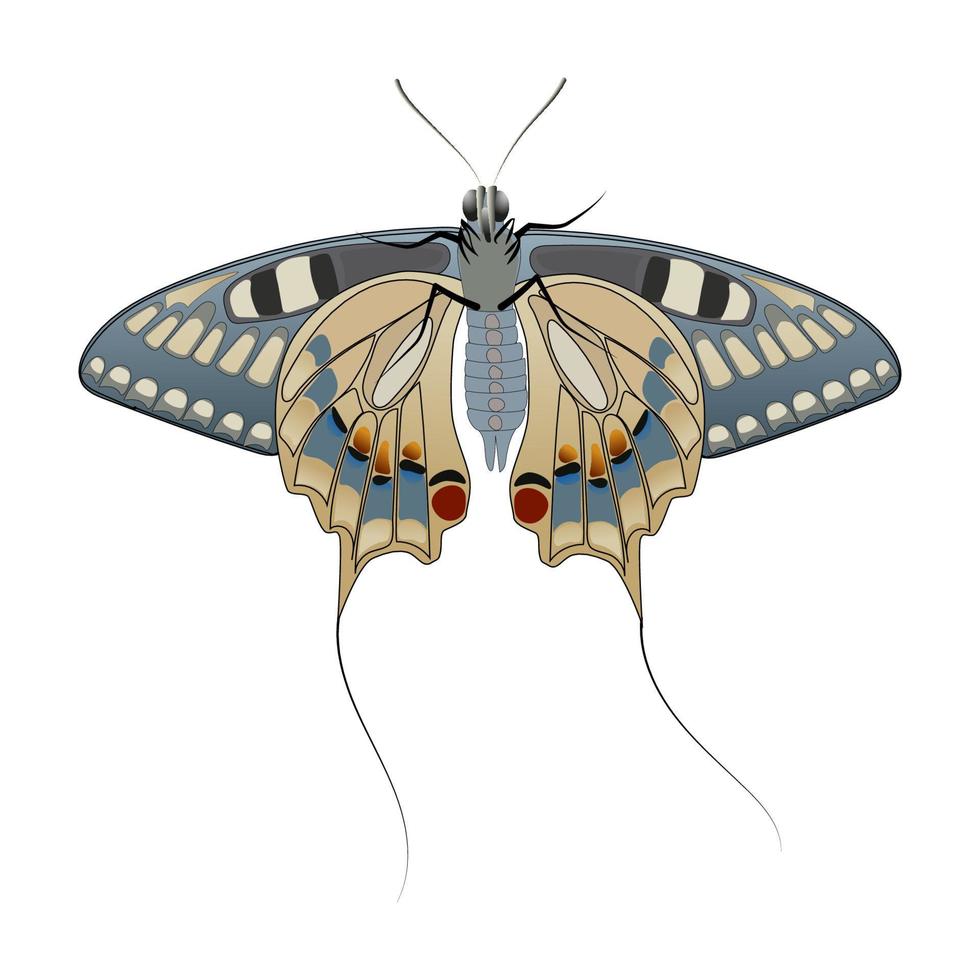 Butterfly with tails isolated on a white background. View from below. Large wings with a beautiful pattern and thin tails on the back. Vector EPS10.