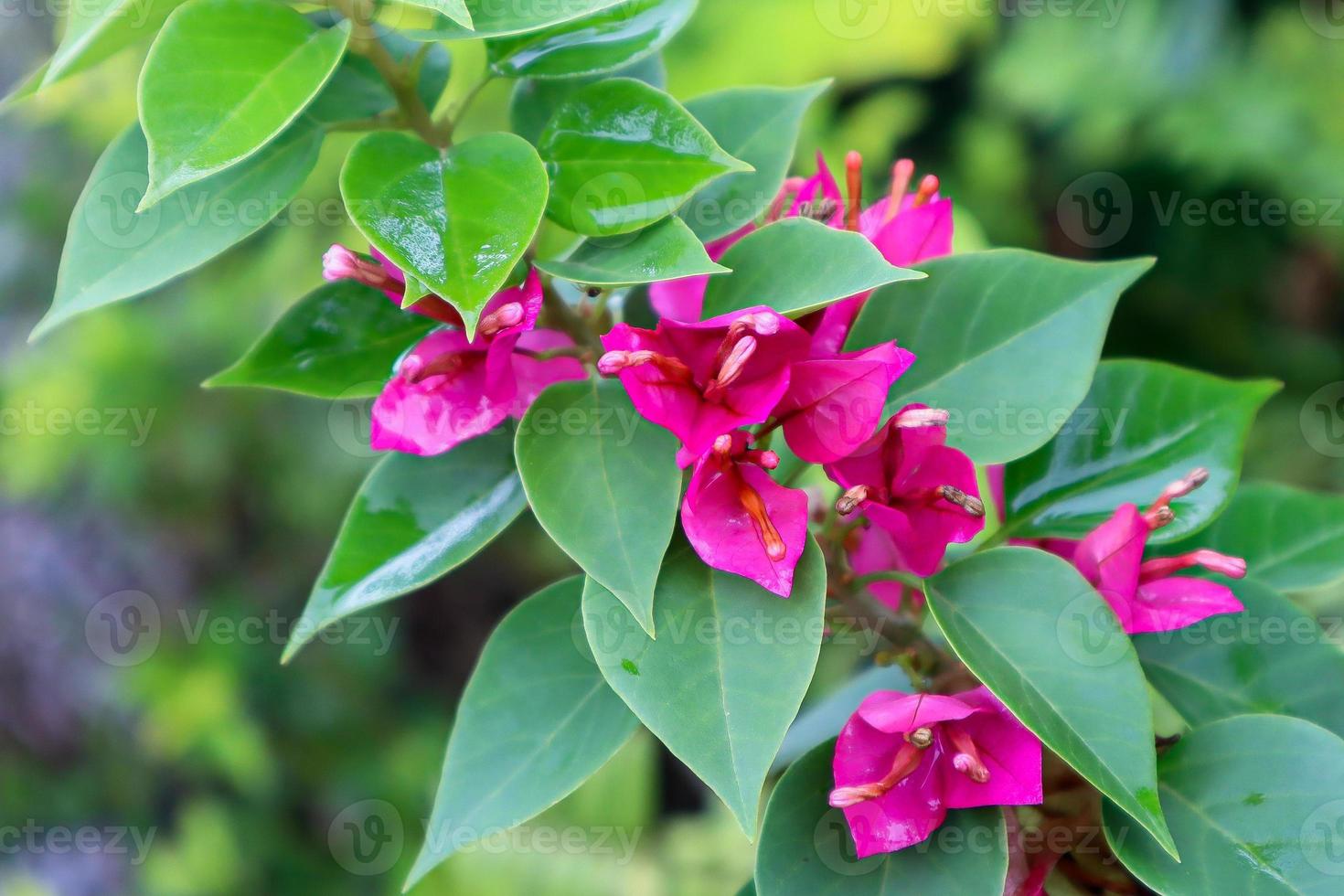 Bougainvillea or paper flowers photo