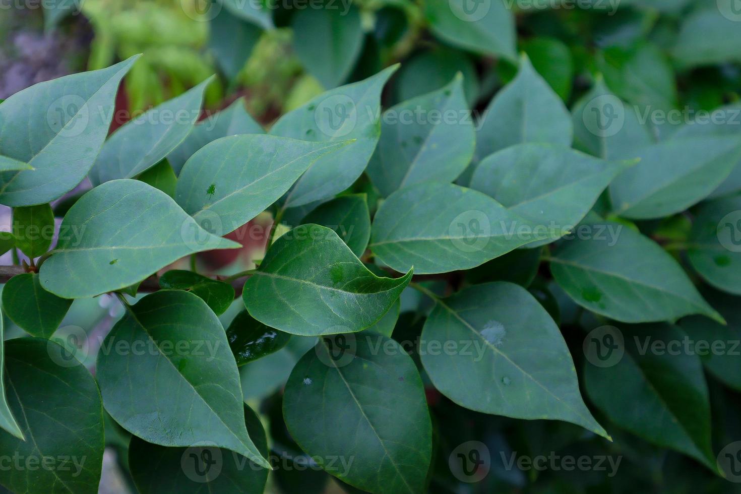 Green Paper flower or bougainvillea leaves photo