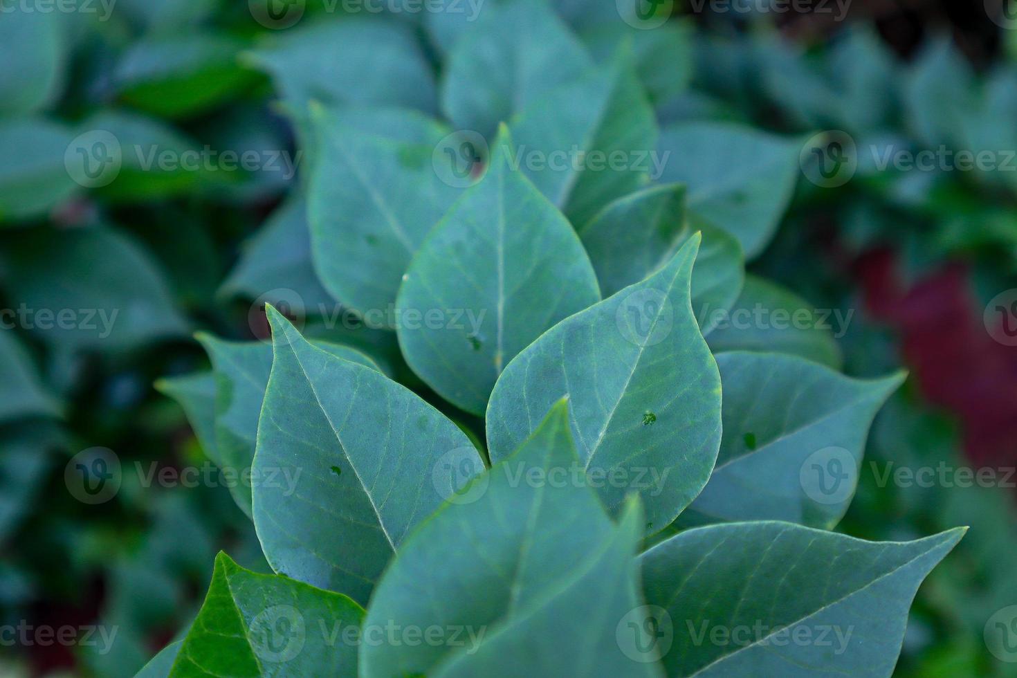Green Paper flower or bougainvillea leaves photo