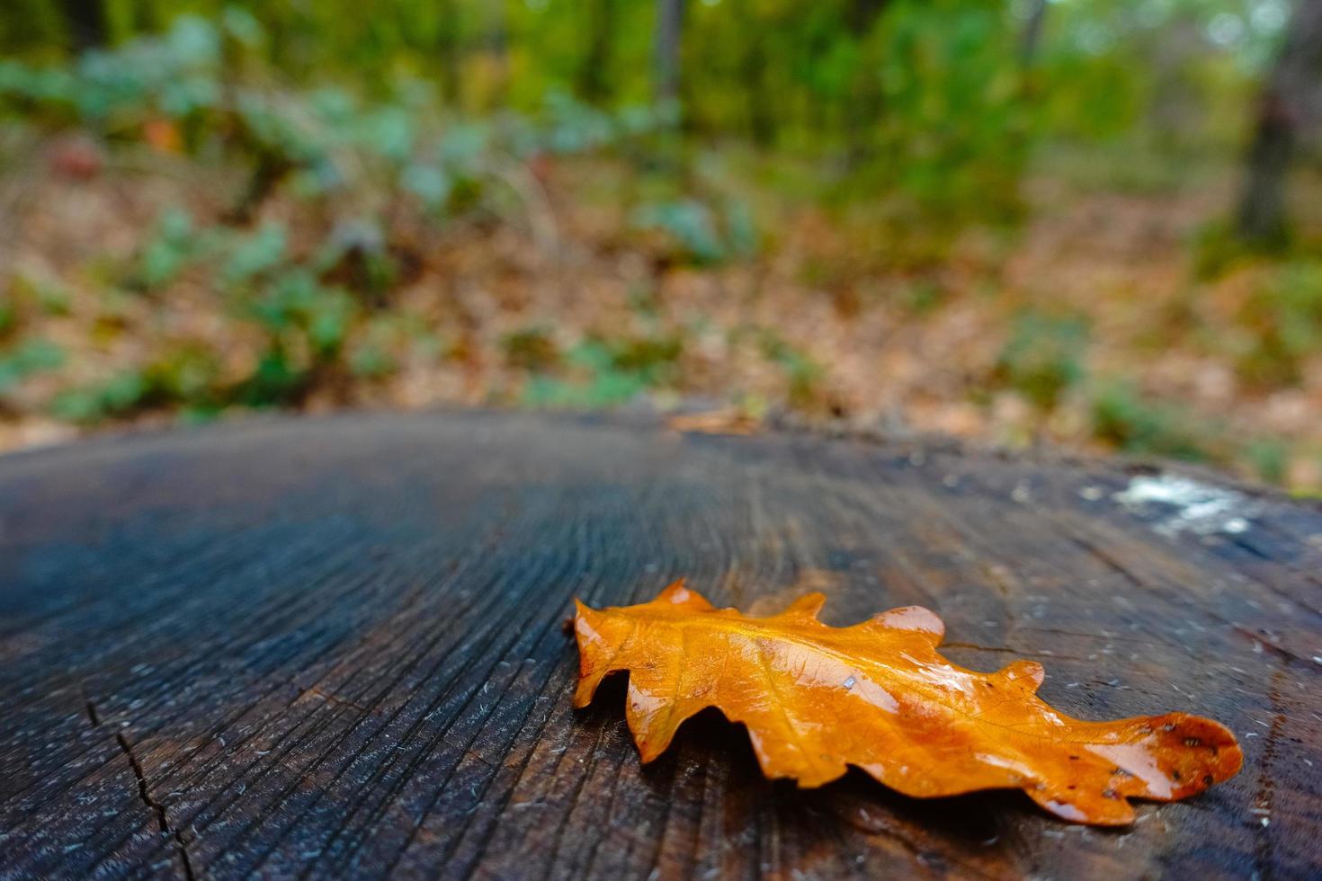 single oak leaf on a cut tree trunk in the forest photo