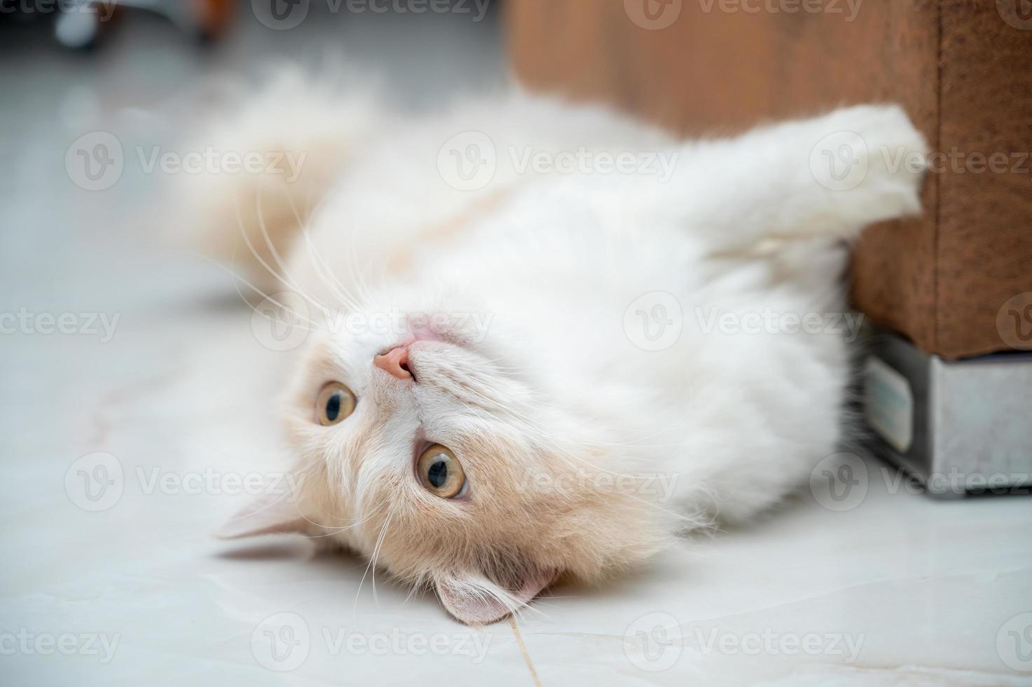 White and brown persian cat with a cute face. photo