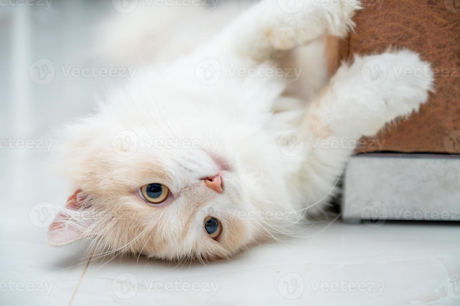 White and brown persian cat with a cute face. photo